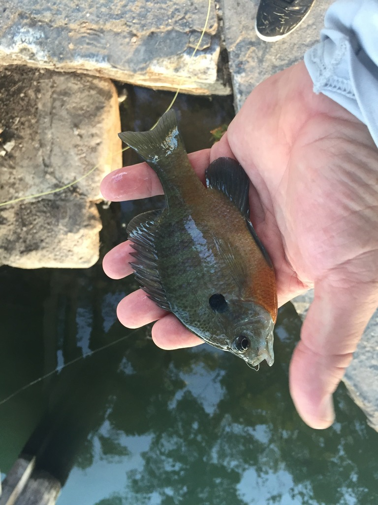 Ultralight Fly Fishing • Sulphur Creek Lampasas TX 27 August 2016